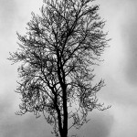 IMG_4137web